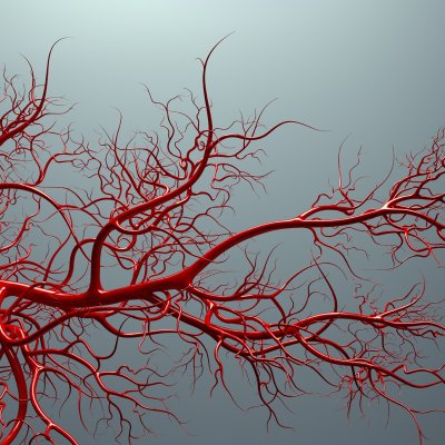 An animated vascular system. Photo: iStock